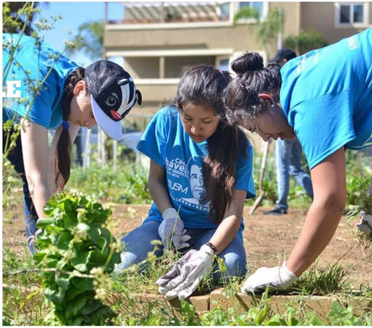 Youth Planting Garden Three young adults planting in a garden